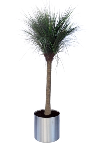 Grass Tree