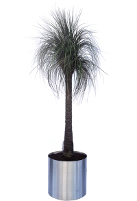 Grass Tree